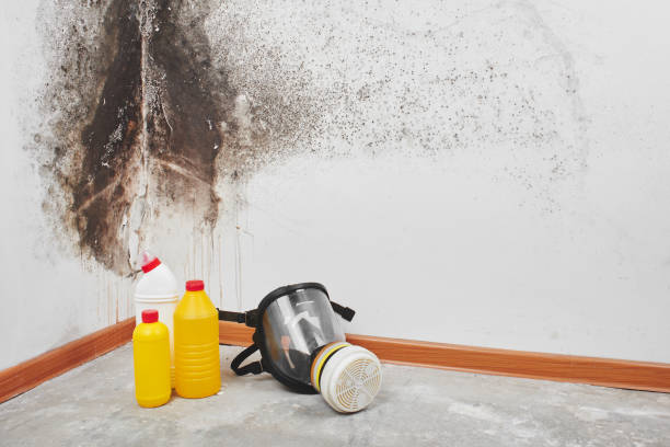 Certified Mold Removal in Pflugerville, TX