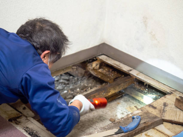 Crawl Space Mold Removal in Pflugerville, TX
