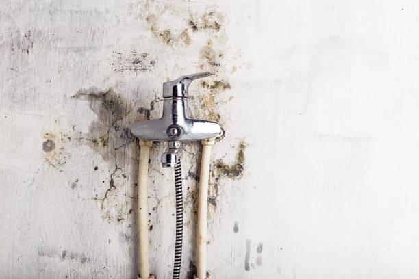Best Certified Mold Removal  in Pflugerville, TX