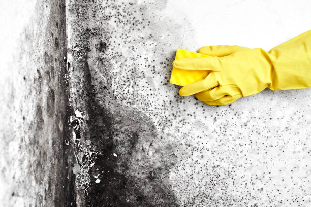 Best Emergency Mold Removal  in Pflugerville, TX