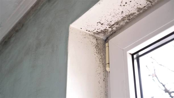Best Local Mold Removal Service  in Pflugerville, TX