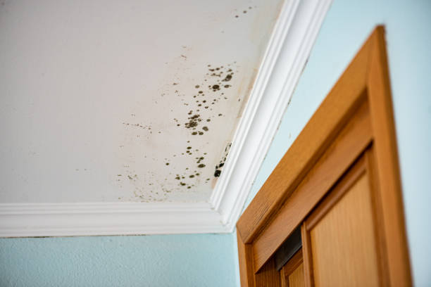 Best Mold Remediation  in Pflugerville, TX