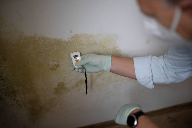 Best Residential Mold Removal  in Pflugerville, TX