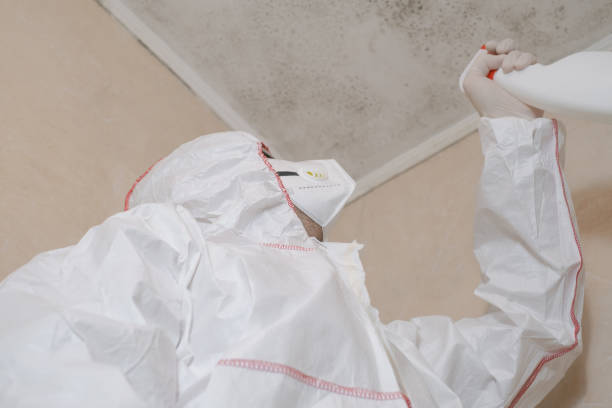 Best Same-Day Mold Removal  in Pflugerville, TX