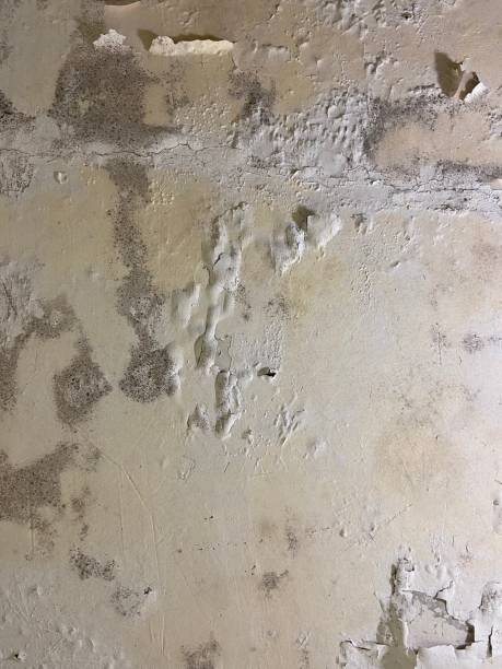 Best Mold Removal Company Near Me  in Pflugerville, TX