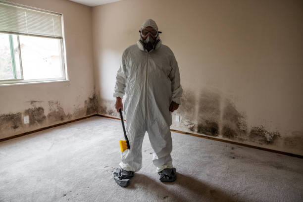 Best Attic Mold Removal  in Pflugerville, TX
