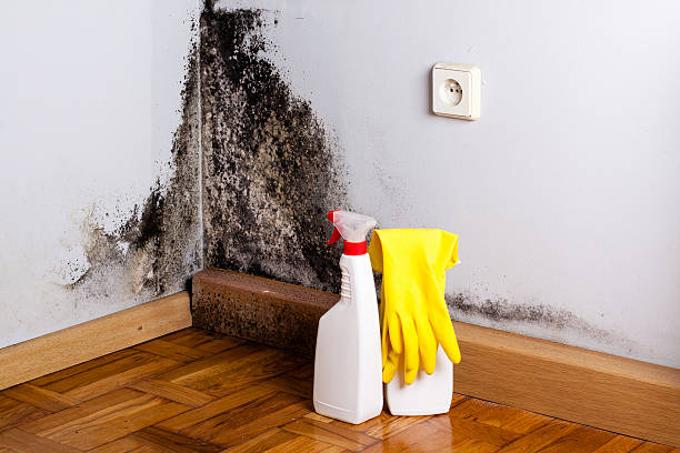 Best Certified Mold Removal  in Pflugerville, TX