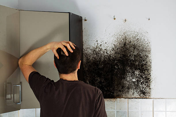 Reliable Pflugerville, TX Mold Removal Solutions