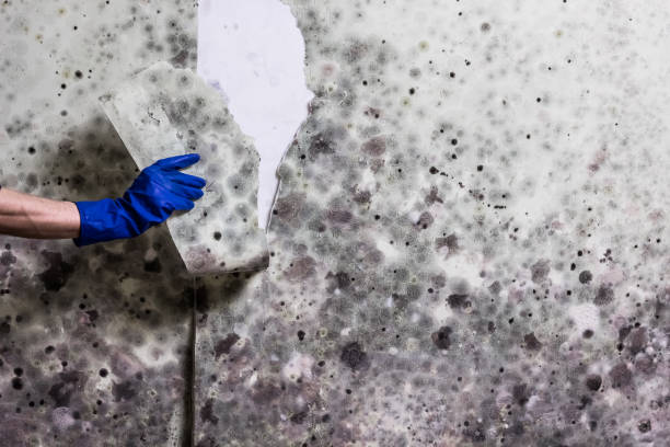 Best Professional Mold Removal  in Pflugerville, TX