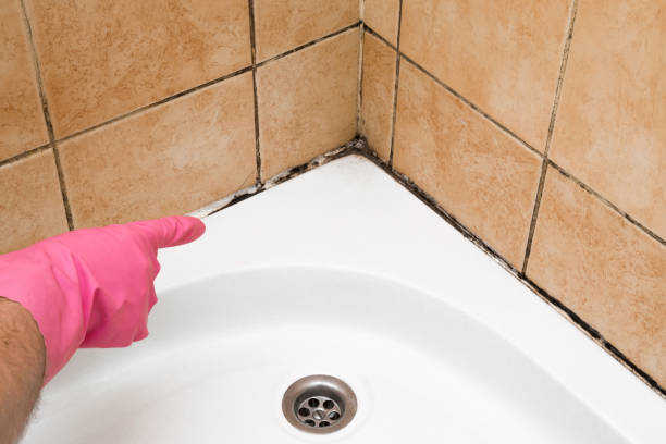 Best Black Mold Removal  in Pflugerville, TX